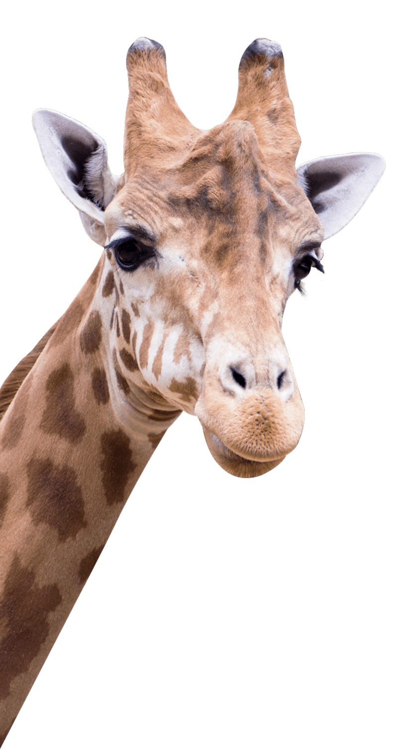 Migori
